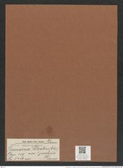 Trinacria pileolus var. ? josefina Grun. (de-Toni-Nr.: Genus 119, Species 3416) Zeichnungen Sammlung Grunow Mappe 03622 (Herbarium_W_Grunow_drawings_Folder_03622)